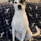 Entry image for Holly