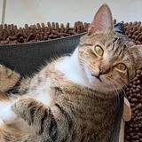 Entry image for Lilly Rose