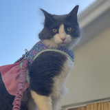 Entry image for Victoria