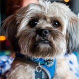 Entry image for Finn