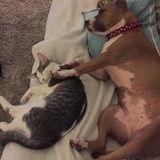 Entry image for Alexa