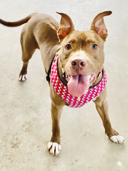 Entry image for Bean. Clicking this image will show a larger photo