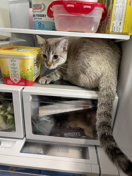 Entry image for Sasha. Clicking this image will show a larger photo