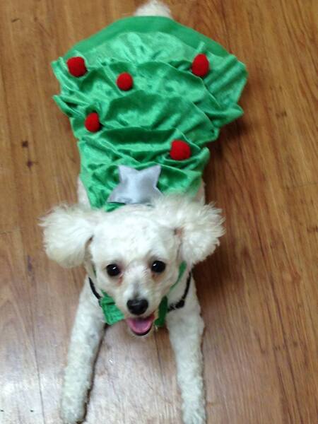 Entry image for Cricut . Clicking this image will show a larger photo