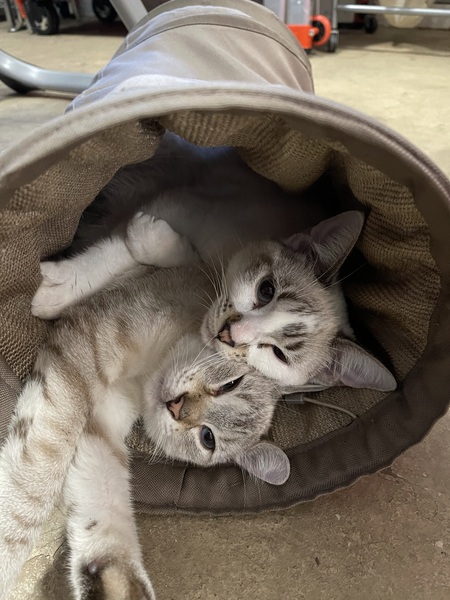 Entry image for Sasha and Tippy . Clicking this image will show a larger photo