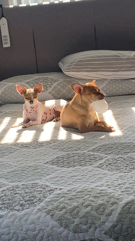 Entry image for Elsa and Bambi. Clicking this image will show a larger photo