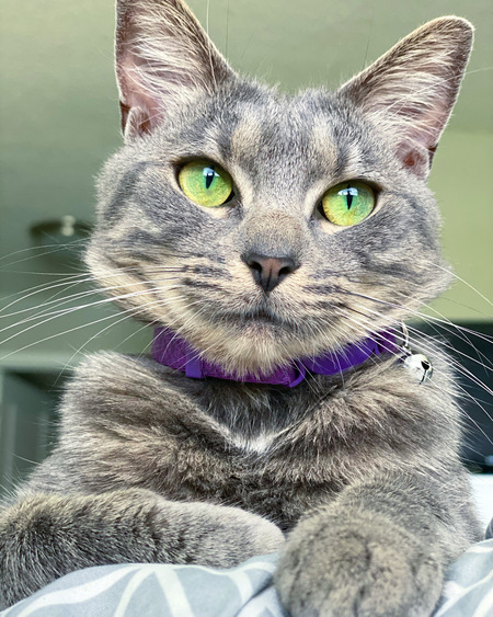 Entry image for Clover. Clicking this image will show a larger photo