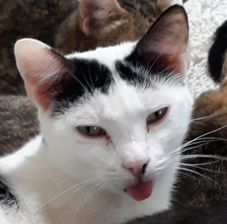 Entry image for Mouse. Clicking this image will show a larger photo