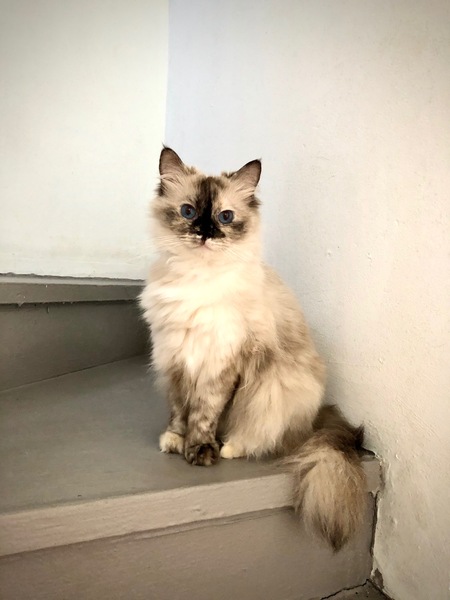 Entry image for Sassy. Clicking this image will show a larger photo