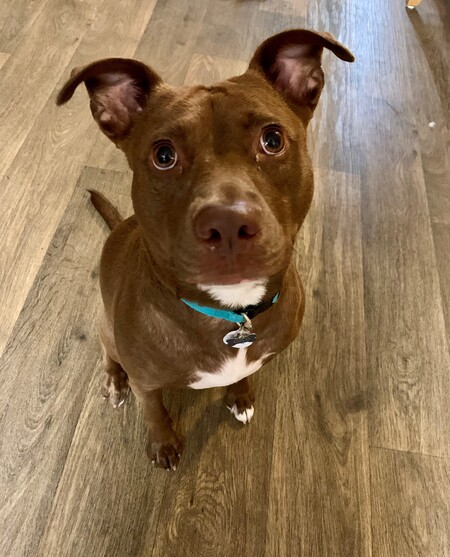 Entry image for Coco. Clicking this image will show a larger photo