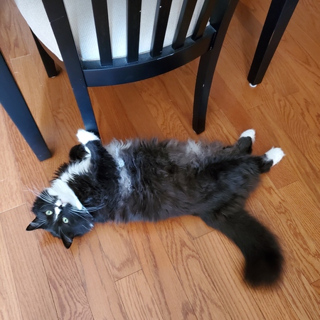 Entry image for SCOUT. Clicking this image will show a larger photo