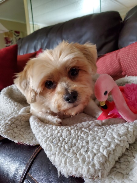 Entry image for BENJI. Clicking this image will show a larger photo