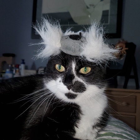 Entry image for ASHIE. Clicking this image will show a larger photo