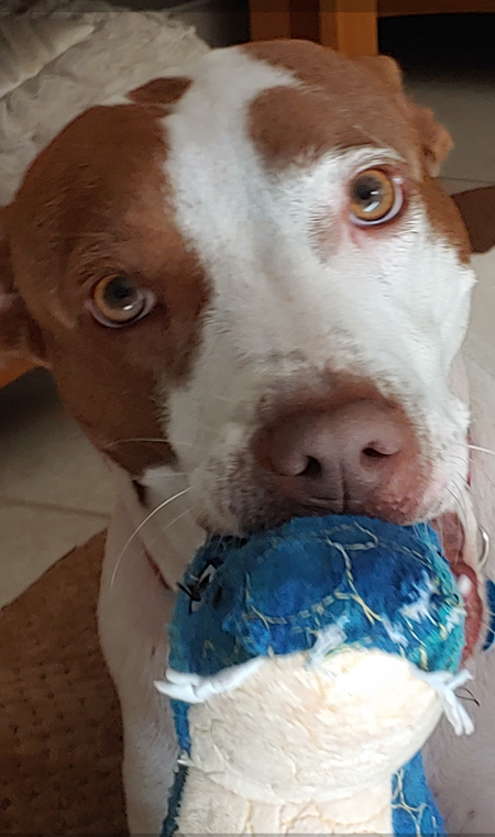 Entry image for Sunny. Clicking this image will show a larger photo