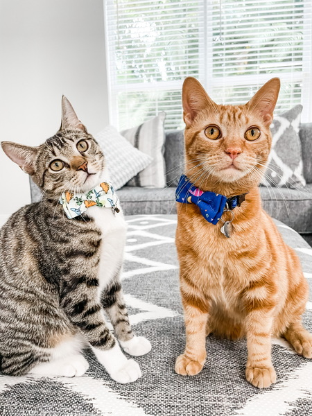 Entry image for Lettuce and Tomato. Clicking this image will show a larger photo