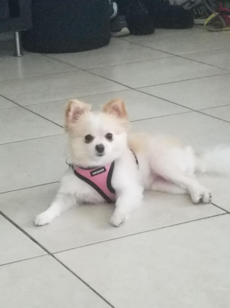 Entry image for Rosie . Clicking this image will show a larger photo