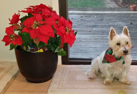 Entry image for Mac. Clicking this image will show a larger photo