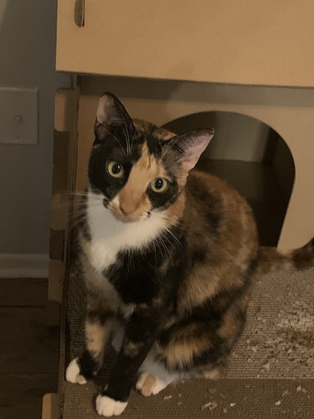 Entry image for Sylvette. Clicking this image will show a larger photo