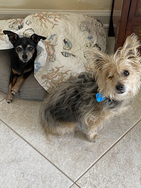 Entry image for Ziggy & Phoebe. Clicking this image will show a larger photo