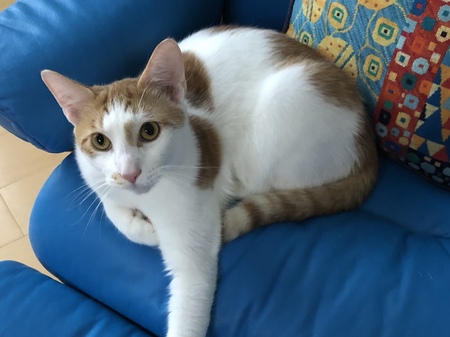 Entry image for Koi. Clicking this image will show a larger photo