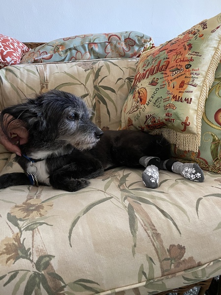 Entry image for Toby. Clicking this image will show a larger photo