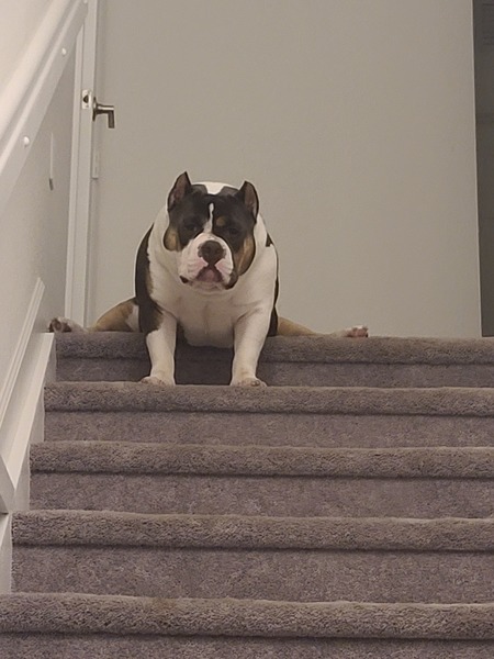 Entry image for Tyson. Clicking this image will show a larger photo