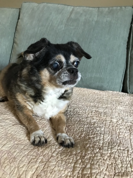 Entry image for Molly. Clicking this image will show a larger photo