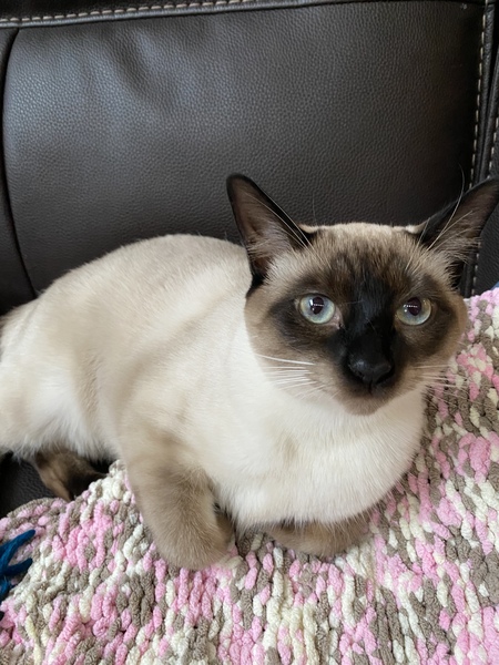 Entry image for Marshmallow . Clicking this image will show a larger photo