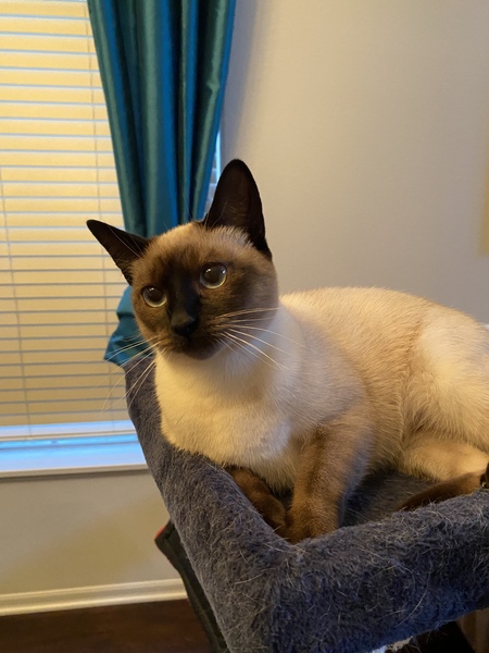 Entry image for Cookie . Clicking this image will show a larger photo