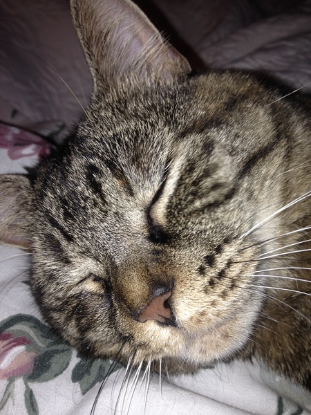 Entry image for Lacey . Clicking this image will show a larger photo