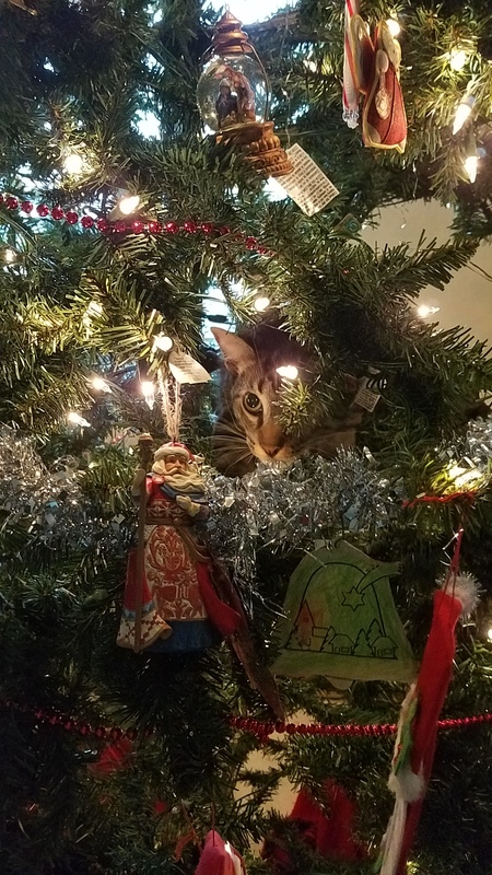 Entry image for Raja . Clicking this image will show a larger photo