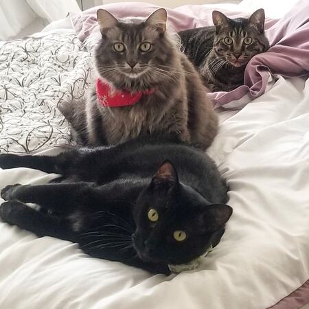 Entry image for Bear, Mama Cat and Dora. Clicking this image will show a larger photo