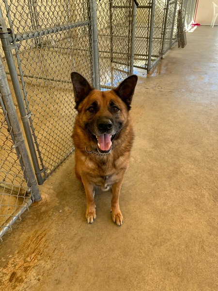 Entry image for Samson -long term resident of APR . Clicking this image will show a larger photo