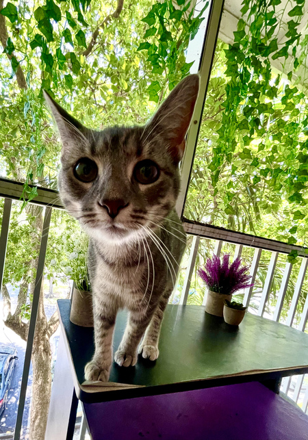 Entry image for Fairy. Clicking this image will show a larger photo