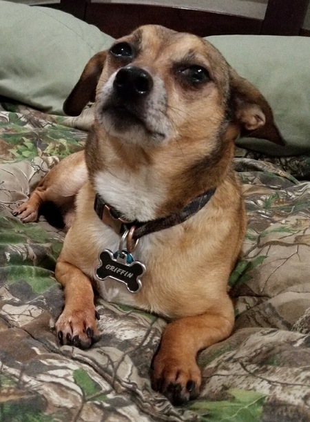 Entry image for Griffin . Clicking this image will show a larger photo