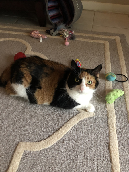 Entry image for Polly. Clicking this image will show a larger photo