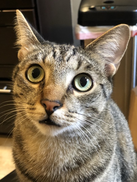 Entry image for Midget . Clicking this image will show a larger photo