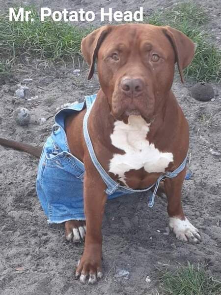 Entry image for Mr.Potato Head. Clicking this image will show a larger photo