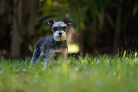 Entry image for LillyPad. Clicking this image will show a larger photo