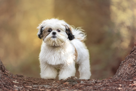 Entry image for Chino. Clicking this image will show a larger photo