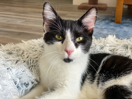 Entry image for Miso. Clicking this image will show a larger photo