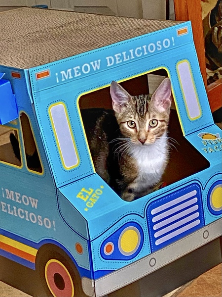 Entry image for Rascal. Clicking this image will show a larger photo