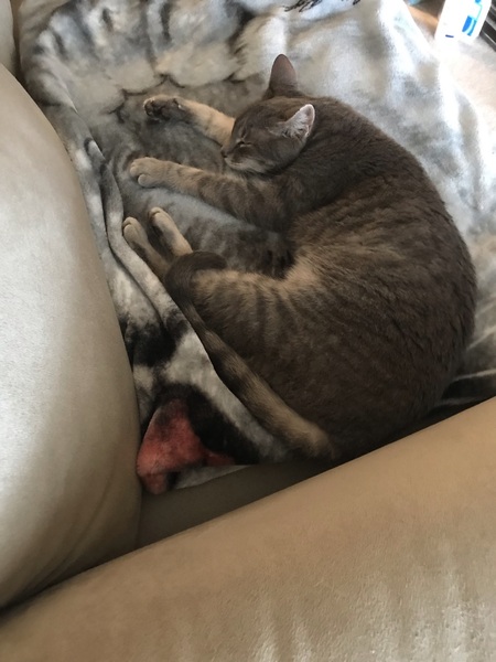 Entry image for Miss. Ellie. Clicking this image will show a larger photo