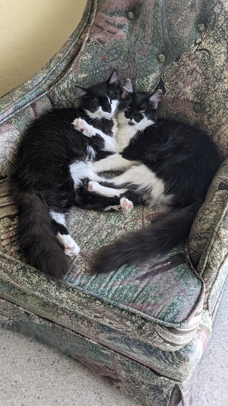 Entry image for Kimchi & Mochi (sisters adopted as bonded pair). Clicking this image will show a larger photo