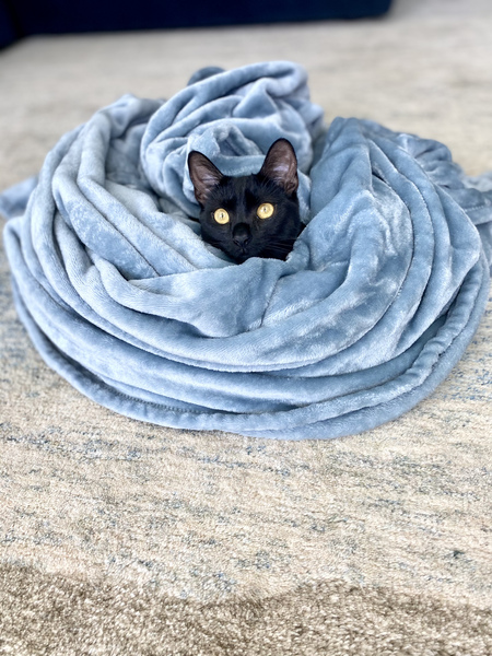 Entry image for Bug. Clicking this image will show a larger photo