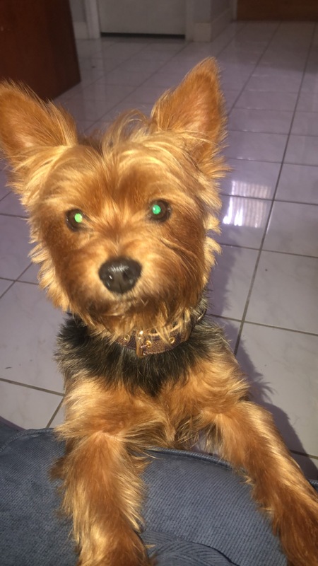 Entry image for Brownie. Clicking this image will show a larger photo