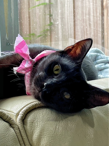 Entry image for Delta. Clicking this image will show a larger photo