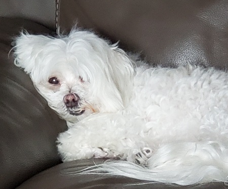 Entry image for Charlie. Clicking this image will show a larger photo