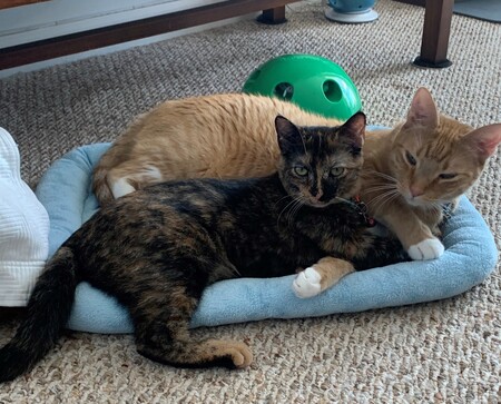 Entry image for Sprout and Snickers. Clicking this image will show a larger photo