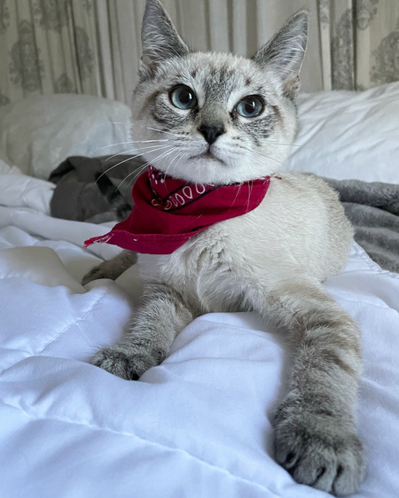 Entry image for Kioshi . Clicking this image will show a larger photo